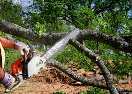 Best Lawn Pest Prevention  in Brandywine, MD