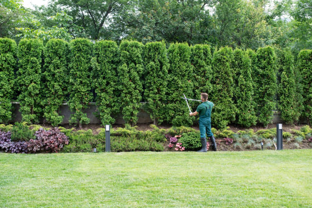 Best Utility Line Clearance  in Brandywine, MD