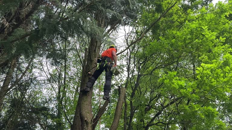 Best Tree Risk Assessment  in Brandywine, MD