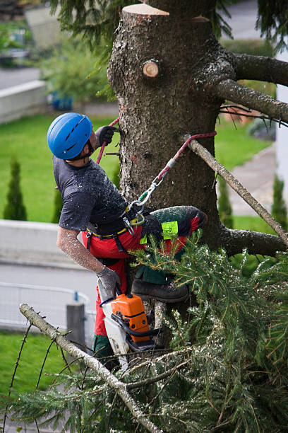 Best Lawn Pest Prevention  in Brandywine, MD