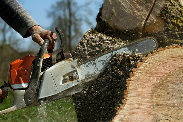 Best Storm Damage Tree Cleanup  in Brandywine, MD